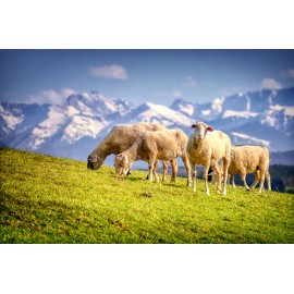 Fototapetai Kalnų avys valgančios žolę
